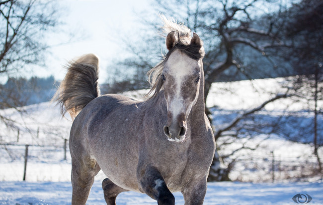 Обои картинки фото автор,  oliverseitz, животные, лошади, конь, серый, морда, позирует, грация, мощь