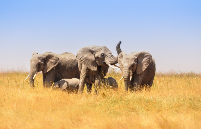 Обои картинки фото животные, слоны, большие, и, маленькие, слонята, в, африканской, саванне