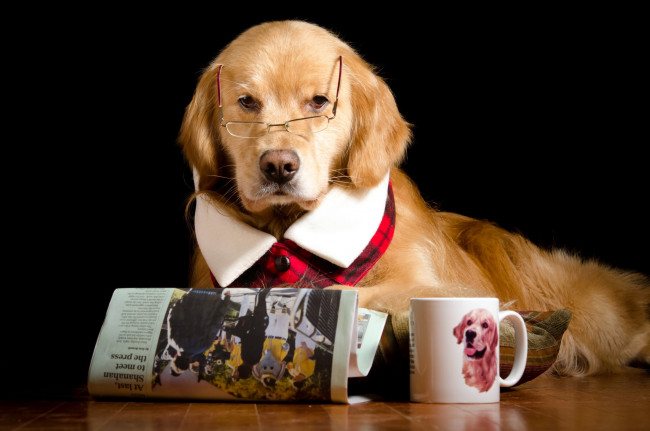 Обои картинки фото юмор и приколы, очки, газета, чашка, собака