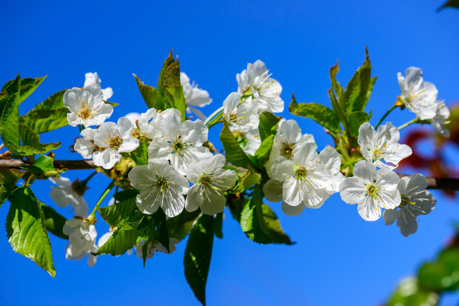 Обои картинки фото цветы, цветущие деревья ,  кустарники, sakura