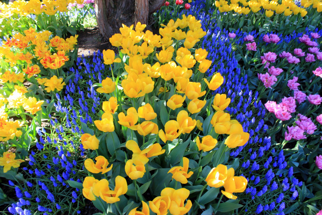 Обои картинки фото цветы, разные вместе, весна, тюльпаны, мускари