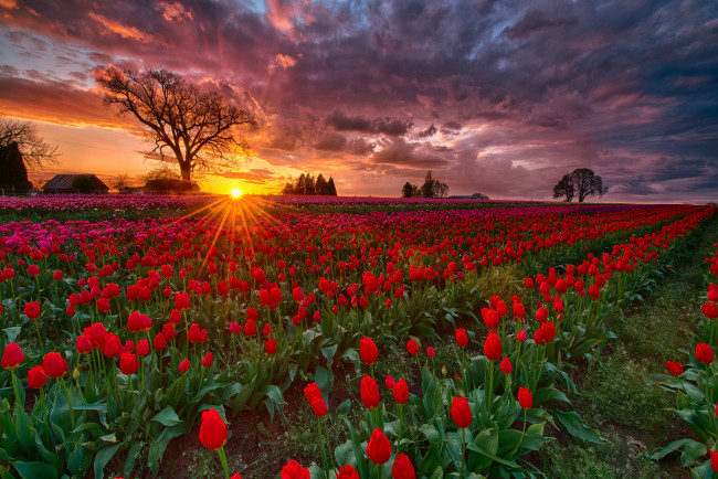 Обои картинки фото цветы, тюльпаны, закат, поле, весна, орегон, вечер, сша, ферма, солнце, лучи