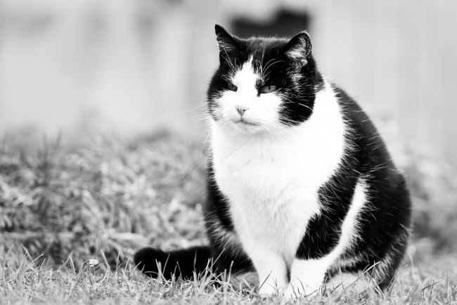 Обои картинки фото животные, коты, киска, кот, взгляд, котэ, черно-белые