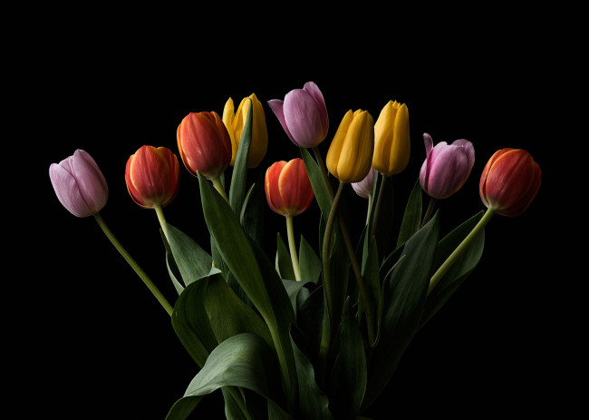 Обои картинки фото цветы, тюльпаны, флора