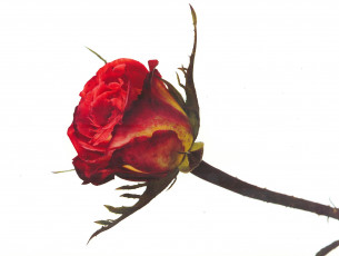 Картинка цветы розы красная роза бутон