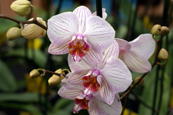обоя цветы, орхидеи, фаленопсис, белые