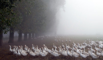 Картинка животные гуси природа туман