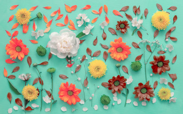 Картинка цветы разные+вместе хризантемы фон лепестки