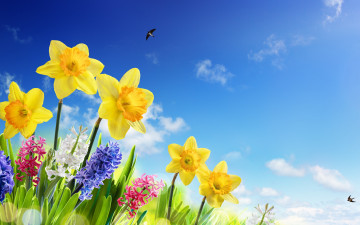 Картинка цветы разные+вместе spring ласточки нарциссы meadow flowers солнце небо sky весна трава