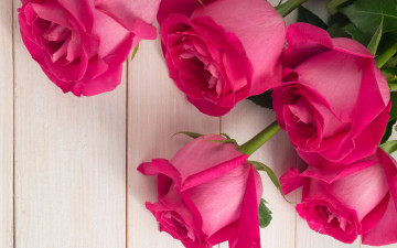 Картинка цветы розы бутоны розовые roses pink букет bud flowers