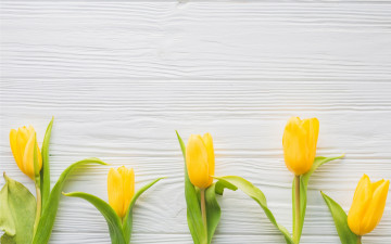 Картинка цветы тюльпаны flowers spring wood желтые fresh весна yellow tender tulips