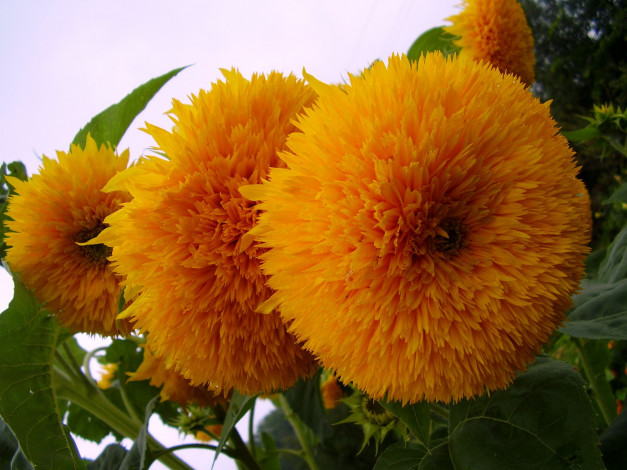 Обои картинки фото цветы, подсолнухи, махровые, желтые