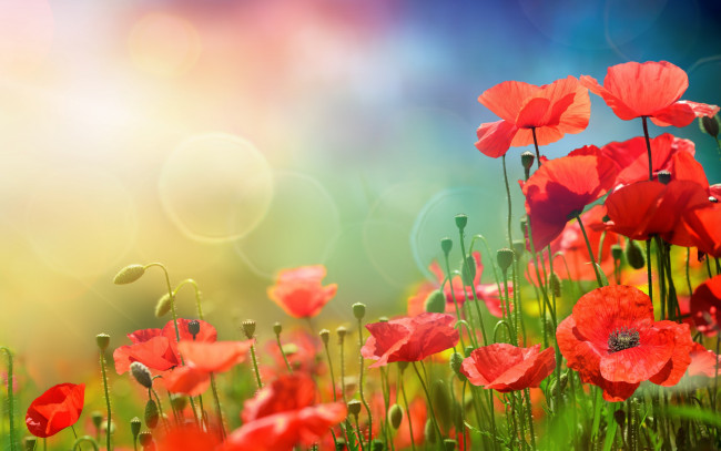 Обои картинки фото цветы, маки, flowers, spring, meadow, солнце, небо, трава, sky, весна