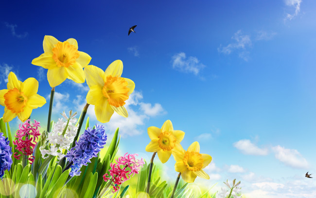 Обои картинки фото цветы, разные вместе, spring, ласточки, нарциссы, meadow, flowers, солнце, небо, sky, весна, трава