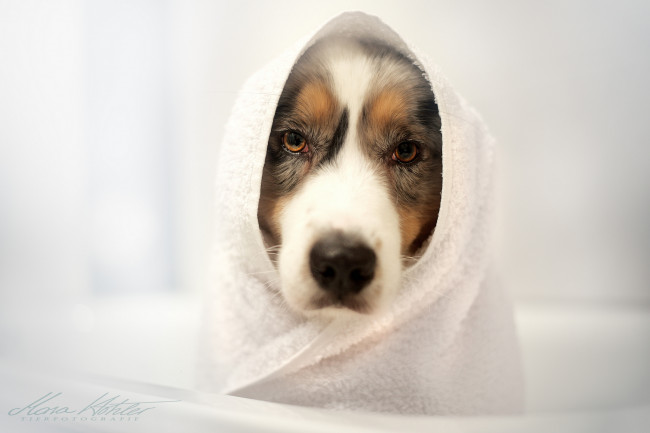 Обои картинки фото собака, животные, собаки, полотенце, грусть, морда