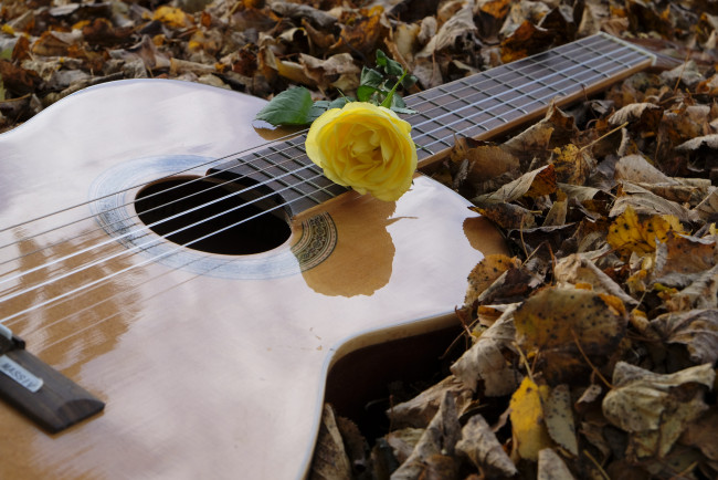 Обои картинки фото музыка, -музыкальные инструменты, листва, цветок, гитара