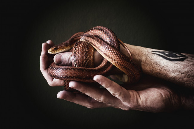 Обои картинки фото животные, змеи,  питоны,  кобры, змея, руки, подарок