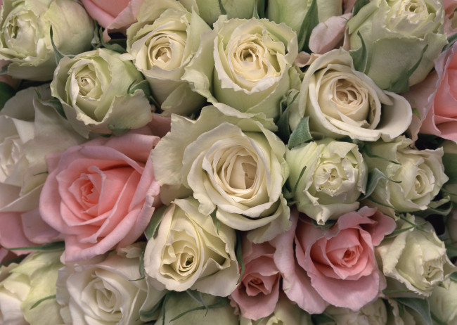 Обои картинки фото цветы, розы, розовые, белые