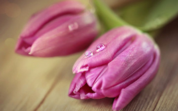 Картинка цветы тюльпаны бутоны розовые дуэт