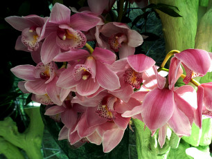 обоя цветы, орхидеи, розовые