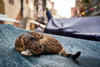 Картинка животные коты кот полосатый улица