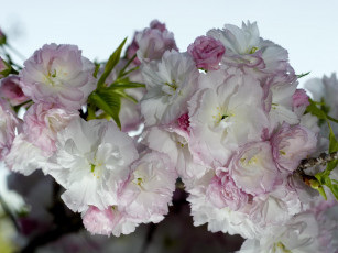 Картинка цветы сакура вишня
