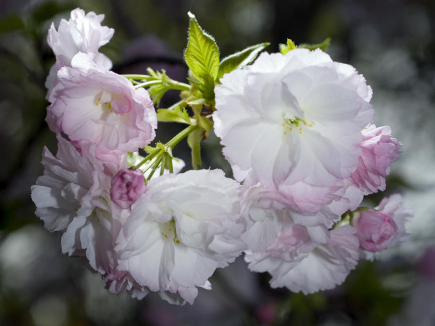 Обои картинки фото цветы, сакура, вишня