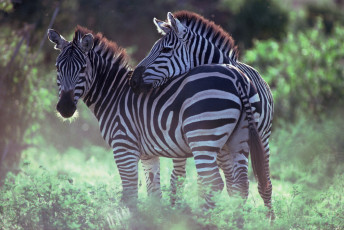 обоя животные, зебры