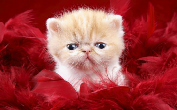 Картинка животные коты котёнок перья