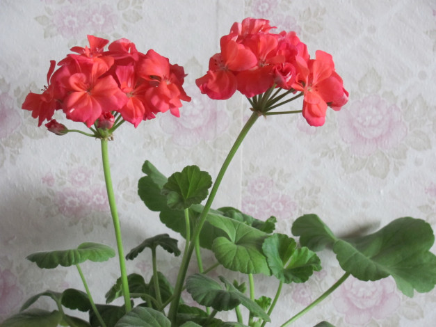 Обои картинки фото герань, цветы