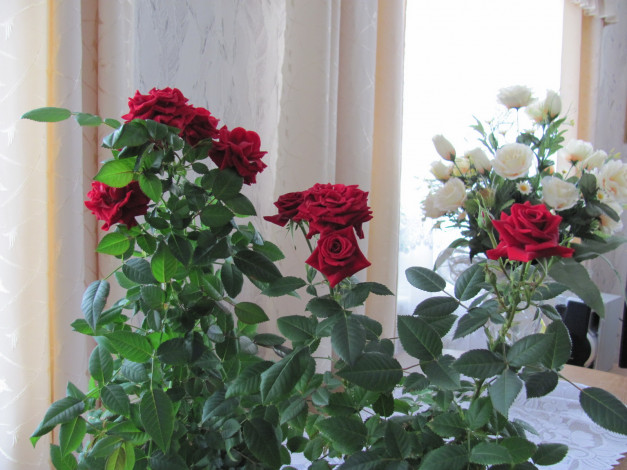 Обои картинки фото комнатная, роза, цветы, розы