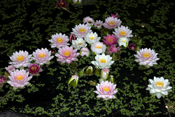 Картинка цветы лилии водяные нимфеи кувшинки улыбка взгляд