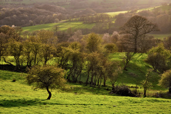 Картинка природа деревья поля склоны зелень весна