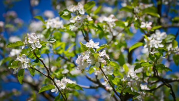 Картинка цветы цветущие деревья кустарники колоны взгляд цветение весна