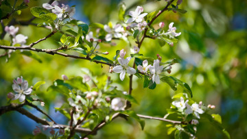 Картинка цветы цветущие деревья кустарники платья пояс цветение весна