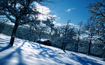 Картинка природа зима деревья дом снег