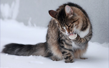 Картинка животные коты девушка автомобиль пульт кошка снег