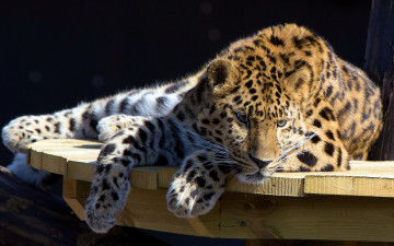 Картинка животные леопарды отдых стол леопард морда усы взгляд