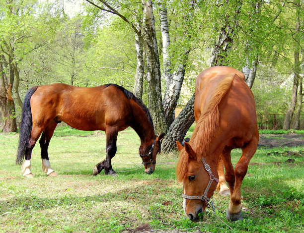 Обои картинки фото животные, лошади, баскетбол, nba, спорт, деревья, трава, жеребец