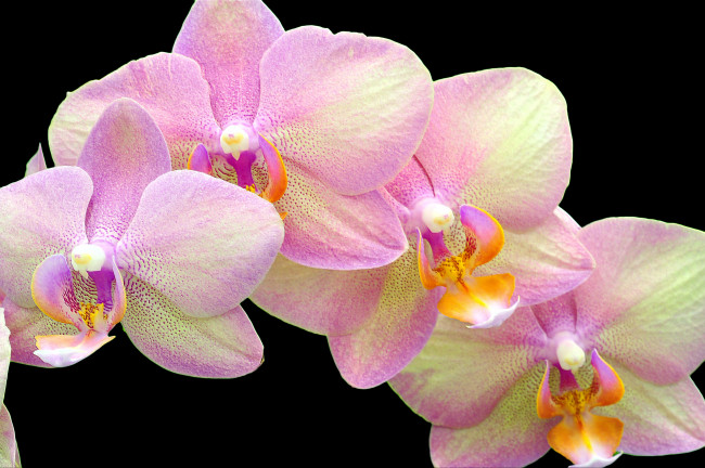 Обои картинки фото цветы, орхидеи, улыбка, взгляд, ветка, розовый