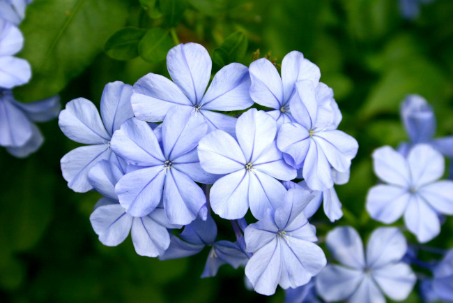 Обои картинки фото цветы, плюмбаго, свинчатка, взгляд, голубой