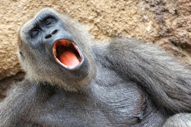 Обои картинки фото животные, обезьяны, тёмный, горилла, пение, забавный