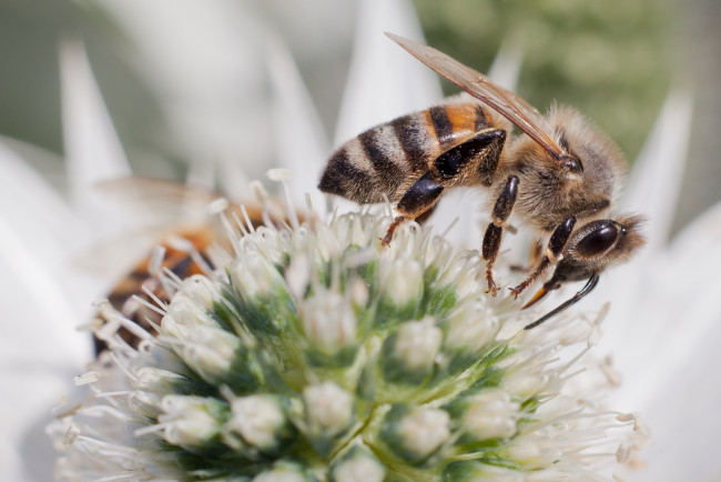Обои картинки фото животные, пчелы, осы, шмели, nba, баскетбол, спорт, макро