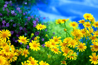 Картинка цветы ромашки желтый