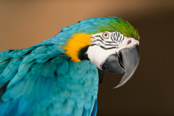 Картинка животные попугаи цвета клюв профиль птица
