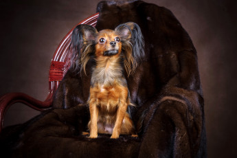 Картинка животные собаки русский той-терьер кресло