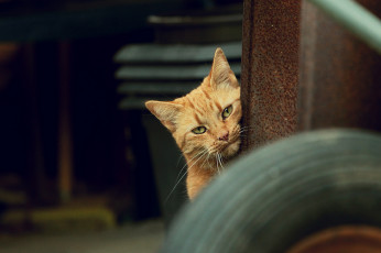 Картинка животные коты взгляд рыжий кот кошка
