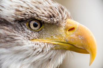 Картинка животные птицы+-+хищники профиль орлан гордый клюв