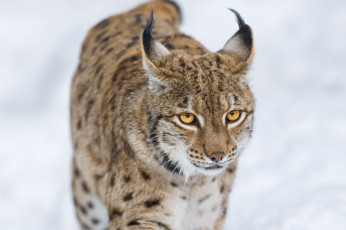 Картинка животные рыси зима морда кисточки кошка