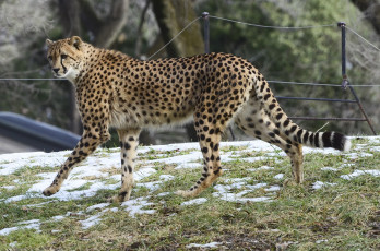 Картинка животные гепарды пятна кошка прогулка